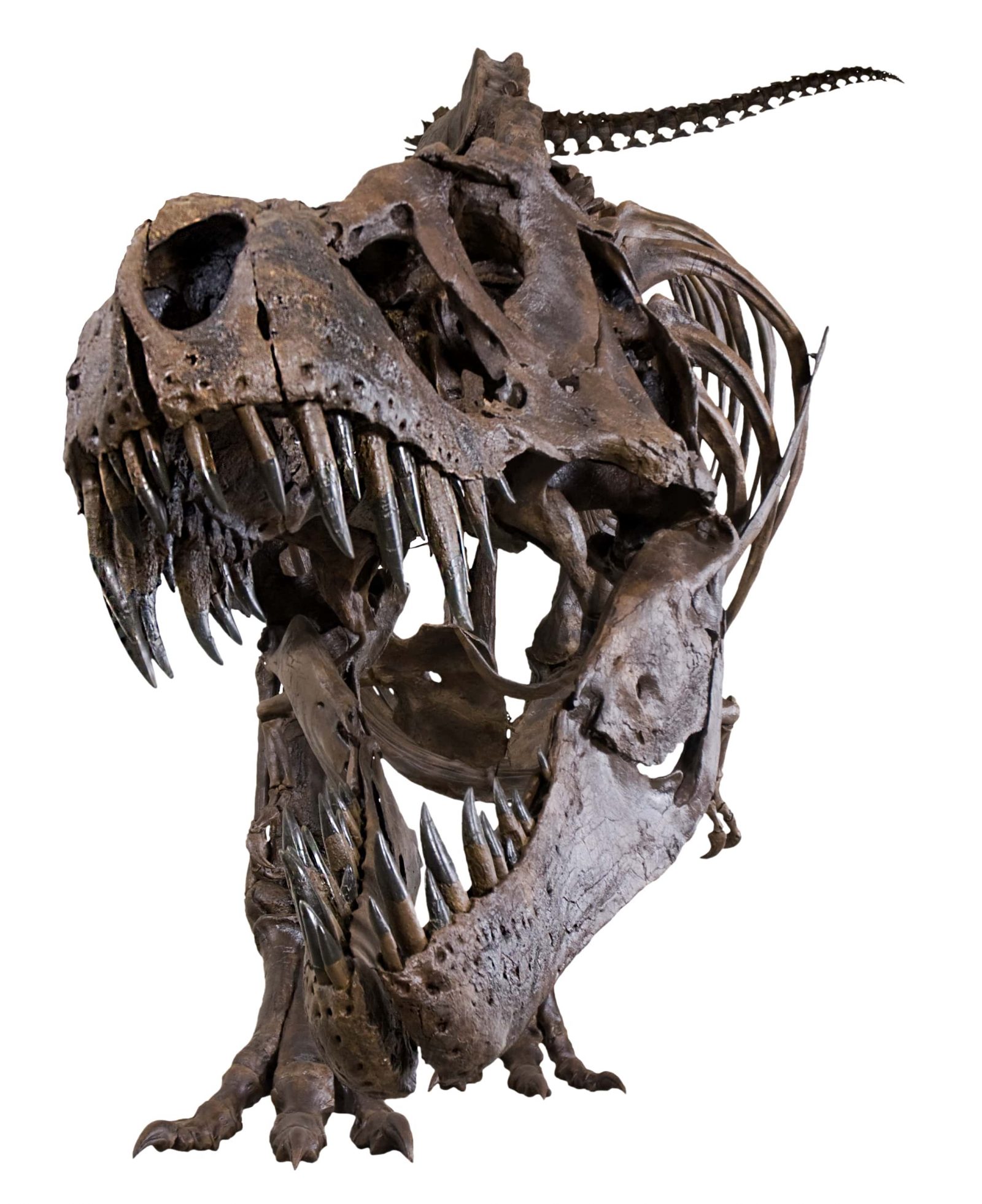 7月17日より開催 東北歴史博物館 ジュラシック大恐竜展 Articles Kappo 仙台闊歩